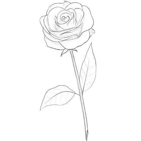How to Draw a Rose Flower