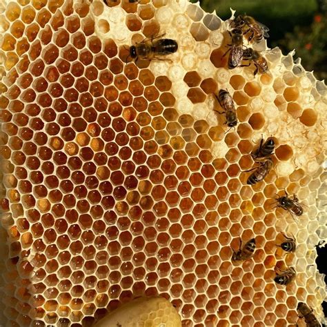 Beekeeping Consultation | Beekeeping Equipment | Barbados Apiculture Association