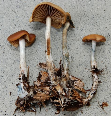 Wavy Caps (Psilocybe cyanescens) | Fungus Federation of Santa Cruz