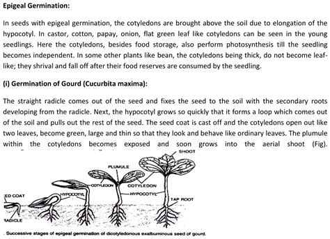 95. explain epigeal and hypogeal seed germination with diagram.