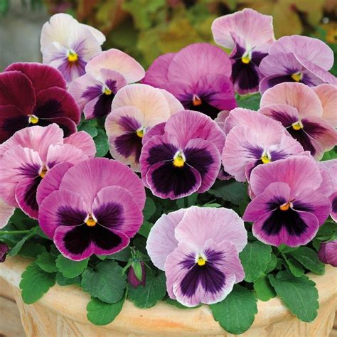 Pansy Matrix Pink Shades | Tray of 40 Plug Plants | Pansies, Flower ...