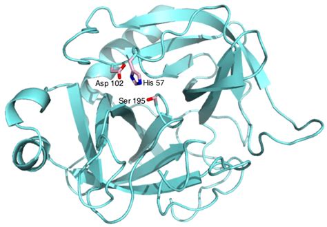 Chymotrypsin Enzyme From Porcine Or Bovine Pancreas - IntegriZyme, LLC