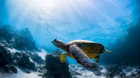 Brown Turtle Swimming Underwater Near Coral Reefs HD Animals Wallpapers | HD Wallpapers | ID #38172