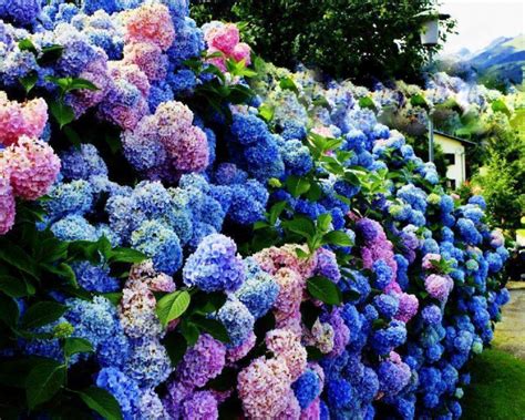 Hydrangea Wallpapers - Wallpaper Cave