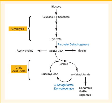 A Deficiency Of Thiamine Can Cause at Benito Talmadge blog