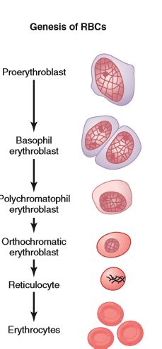 Erythroplasia Of Queyrat Symptoms