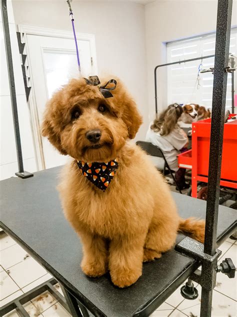 Goldendoodle Teddy Bear Haircut + Grooming Tips — Matthews Legacy Farm