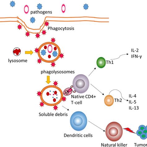 | Schematic representation of pectin structure. Pectin consists of... | Download Scientific Diagram