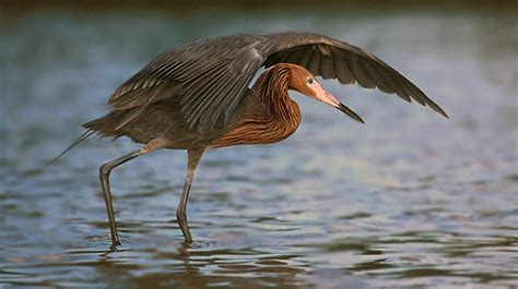 New Bird Species Recorded on Cocos Island