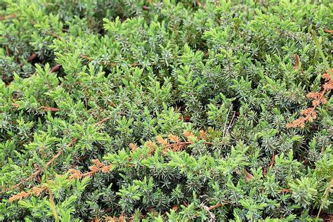 Growing the Shore Juniper in the Home Garden