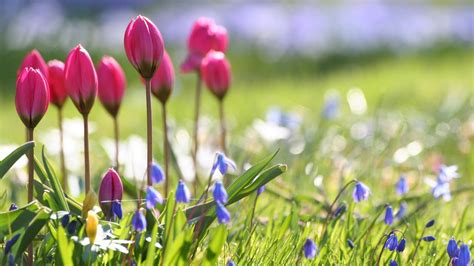 Fondos de pantalla : Flores, césped, Tulipanes, campo, azafrán, nitidez, flora, Campanas, prado ...