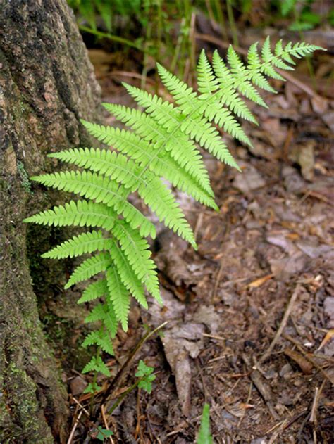 New York Ferns For Sale $4.99 | Fast Growing Fern Plants