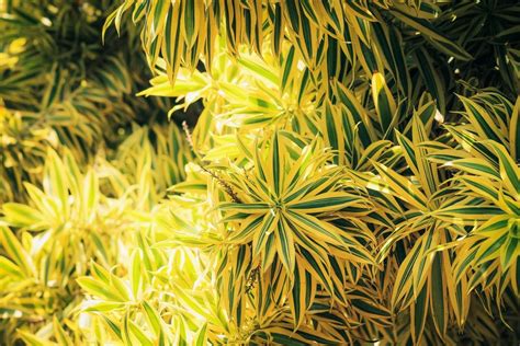 Tips & Information about Dracaena Plants - Gardening Know How