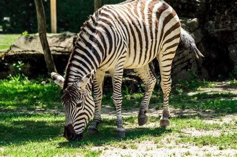 Premium Photo | Striped wonders zebras in their natural african habitat