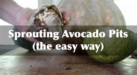 Sprouting Avocado Pits the Easy Way | The Survival Gardener