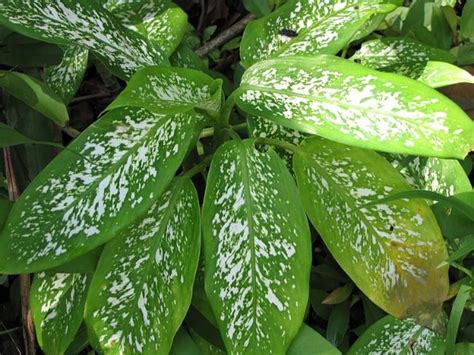 Why Are My Dieffenbachia Leaves Turning Yellow? - Smart Garden Guide