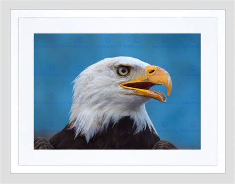 Eagle Painting at PaintingValley.com | Explore collection of Eagle Painting