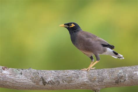 Common Myna – Birds of Singapore