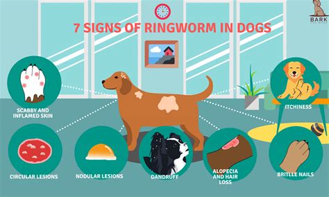 Dog Owner Must-Knows About Ringworm In Dogs | Bark For More