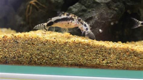 Just Aquascaping - Breeding Corydoras - YouTube