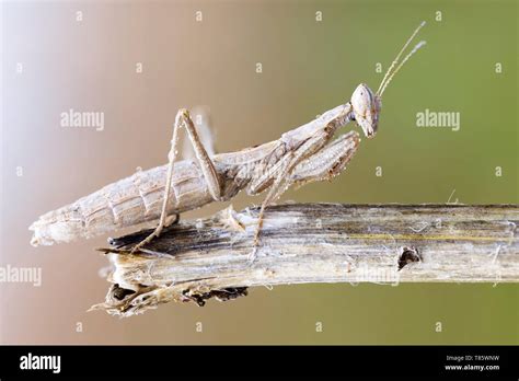 Camouflaged praying mantis Stock Photo - Alamy