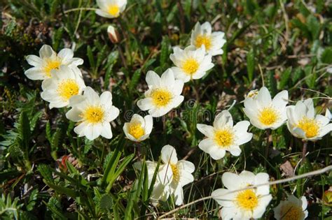 Beautiful Forest Flowers in the Siberian Taiga. Khakassia. Stock Image - Image of biota ...