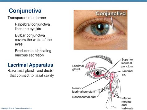 PPT - Chapter 15 Special Senses PowerPoint Presentation, free download - ID:4910551