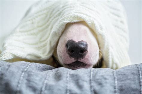 Dog Hiding Under Bed Stock Photos, Pictures & Royalty-Free Images - iStock