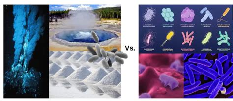 Archaea: Characteristics, Similarities, Differences with Bacteria