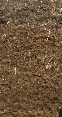 Histosol | Organic Matter, Humus, Peat | Britannica