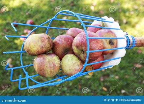 Fruit Picker Basket Full of Apples on a Sunny Day Stock Image - Image ...