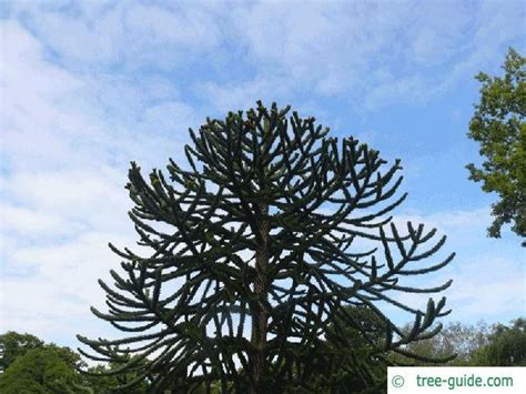 Monkey Tail Tree | Araucaria araucana