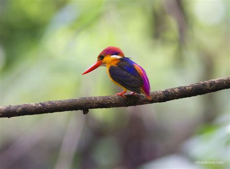 Rare Amazon Rainforest Kingfisher : pics