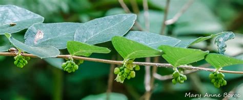 Coralberry – A Winter Standout | The Natural Web