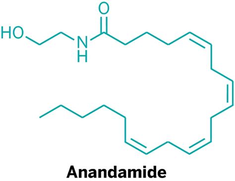 Exploring-Molecular-Basis-Runners-High