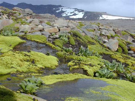 Ultima Thule: Kerguelen, remote but magnificent sub-antarctic islands