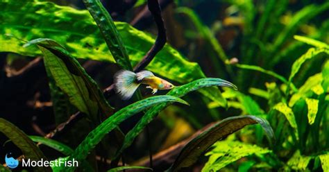 18 Best Algae Eaters For Your Freshwater Aquarium