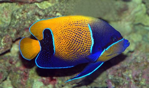 Majestic Angelfish (Pomacanthus navarchus) in adult coloration. Still my all time favorite ...