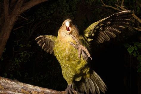 New Zealand’s odd owl parrot's survival hinges on eradicating predators