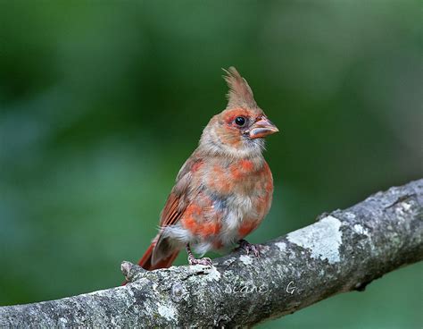 Juvenile Male Cardinal Photograph by Diane Giurco - Fine Art America