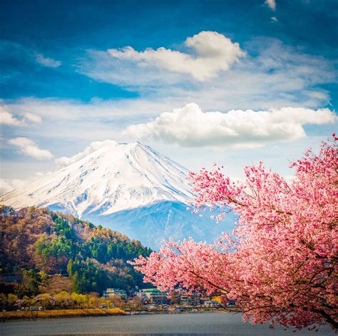 List Of Cherry Blossom Mountain Wallpaper 2023