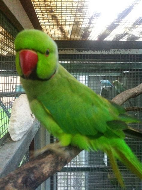 Parrot Breeding: Indian Ringneck Chick Progress