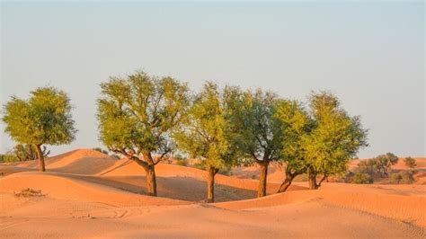 Ghaf Tree UAE - The Sign Of Patience