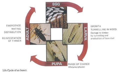 Woodworm – GCF Joiners & Contractors Ltd.