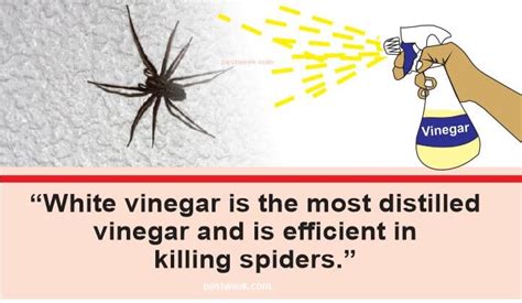 Does Vinegar Kill Spiders? Here's How to Use it | PestWeek