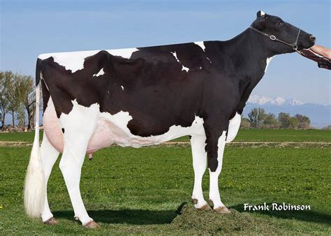 Seagull-Bay Mgl Divine-ET - WinStar Genetics | Facebook