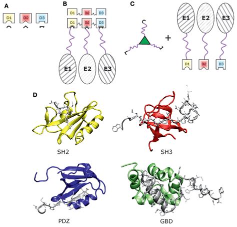 Frontiers | Synthetic Protein Scaffolds Based on Peptide Motifs and Cognate Adaptor Domains for ...
