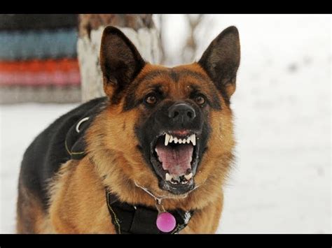 German Shepherd Snarling