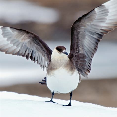 Arctic Skua (Parasitic Jaeger) | National Geographic