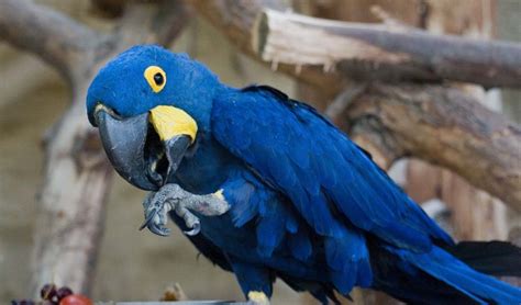 Blue Macaw – also known as the Hyacinth Macaw